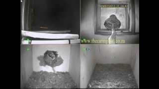 Spotted Eagle Owl attacks Barn Owls in Nest