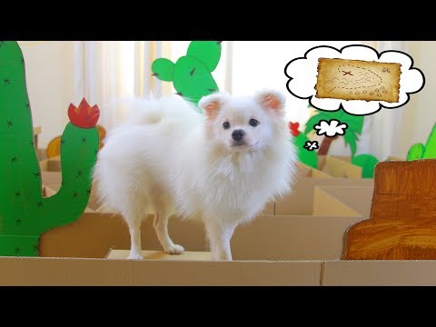 Adventure To Find Water In The Desert Of Snowball Dog And Pudding Hamster | DIY Pet Toys