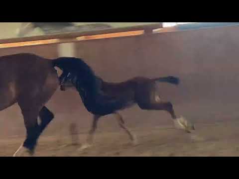 Hengstfohlen v. HARDROCK Z aus THESY v.Taloubet Z-Caretano Z-Ramiro-Grafit-Perser xx