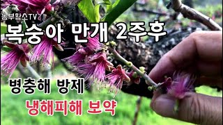 복숭아재배 / 만개 2주 후 병해충 방제와 냉해피해 보약 줄때