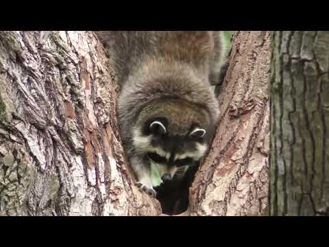 Nassau County Rabies