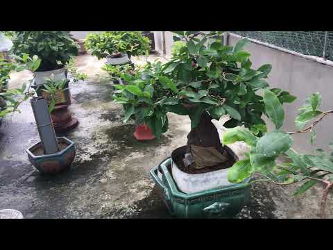 Vai trò quan trọng của phân hữu cơ - Bón phân hữu cơ định kỳ giúp cây mai xanh tốt