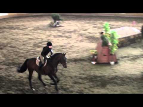 Trakehnerhengst Perfekt - Gelände***