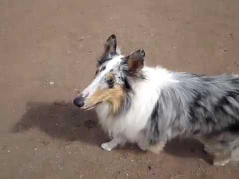 Daija's So Vain/Blue Merle Collie