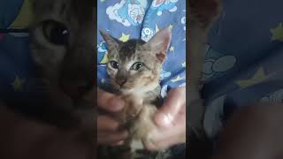 Download lagu 😾: aku nggak mau malah dipaksa lagii. maaf yee hahah😅 #bismillah #cat #fyp #trending #tiktok #cute mp3 Download lagu 😾: aku nggak mau malah dipaksa lagii. maaf yee hahah😅 #bismillah #cat #fyp #trending #tiktok #cute mp3