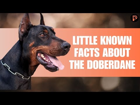 Doberdane (Doberman Pinscher & Great Dane Mix) - Everything You Need To Know