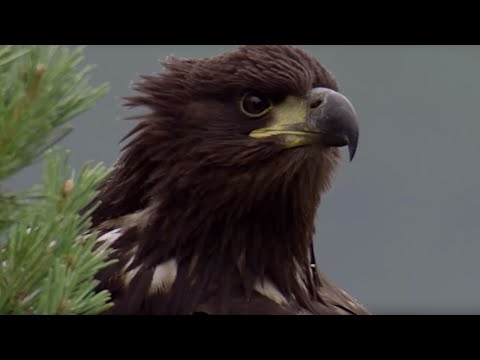 YouTube video about: Where eagles fly bed & breakfast?