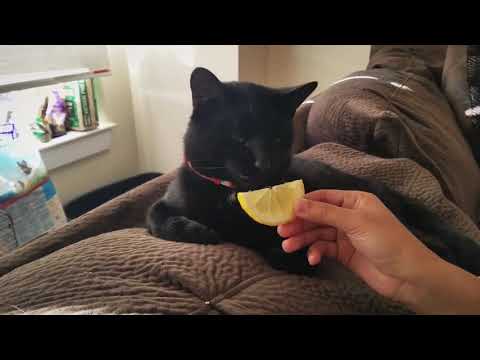 My pets tried to eat lemon