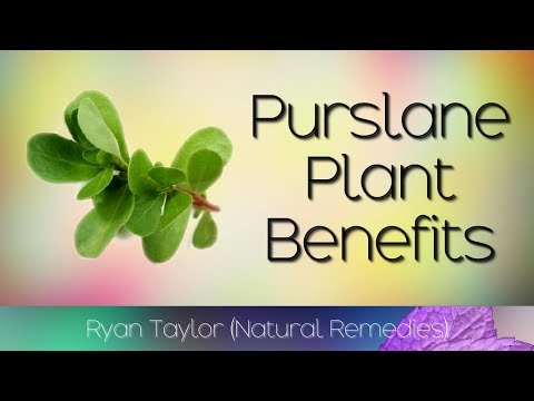 Purslane: Benefits and Uses