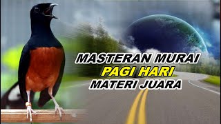 Download lagu 🔴 LIVE 60 - Masteran Murai Batu Malam Hari Full Isian Tembakan kasar Bikin Murai apapun nyaut mp3