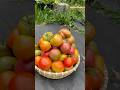 harvesting tomatoes under ☝🏽 minute 🍅 tomatoes garden harvest gardening gardener