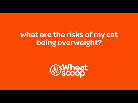 what are the risks of my cat being overweight?