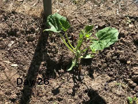 Zucchini squash growing Timelapse