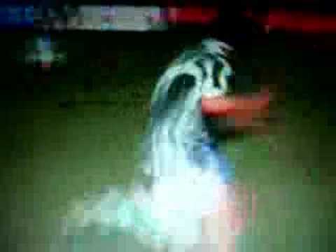 Bertus van Leeuwen - 1-0 - FC Meppel D1 - Flevo Boys D2