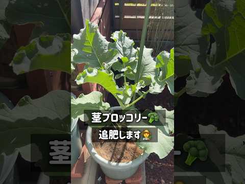 南向きのベランダに植える植物はどれ？太陽を愛する必須の6種  庭園