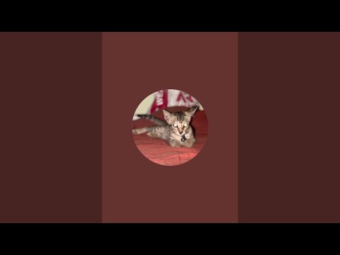 Cat Video | Zoya the Cat | Cute Cat Video