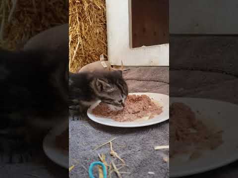 Baby Kitten has started eating hard food