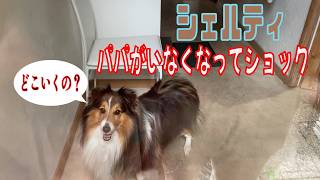 【シェルティ】パパがいなくなってショック【フランス田舎暮らし🇫🇷】#犬の散歩 #賢い犬 #犬のいる暮らし #シェルティ
