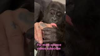 Gorilla#Bottle feeding#