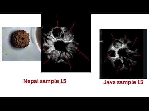 Comparing Nepal vs Java 7 Mukhi Rudraksha: Which One is Right for You?