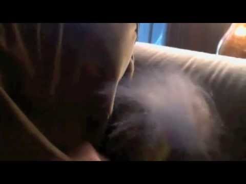 My Kachooz Dances To Bud Powell And Charlie Mingus