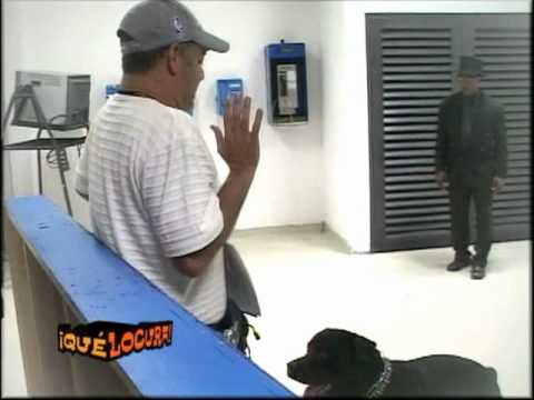 LOS PERROS FANTASMAS: REINALDO JOSÉ.