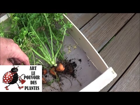, title : 'Tuto jardin: Semis de carottes en bac: Plante annuelle'
