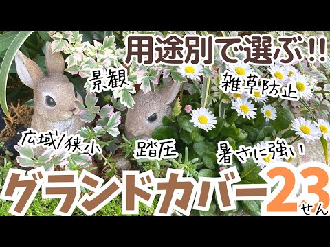 オレンジ色の熱波警報: この夏、庭を暑さから守るにはどうすればよいですか?実践すべき6つの効果的なヒント!  庭園