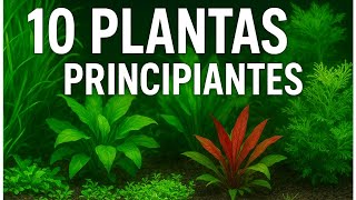 🌱TOP 10 PLANTAS para Acuarios de Agua Dulce para PRINCIPIANTES😱