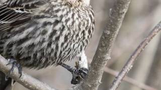 Spring in Montreal 4k