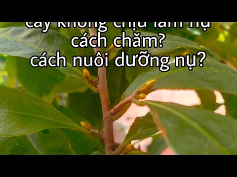 Dưỡng nụ mai vàng cuối tháng 8 AL, sử dụng phân bón trung vi lượng định kỳ cho cây