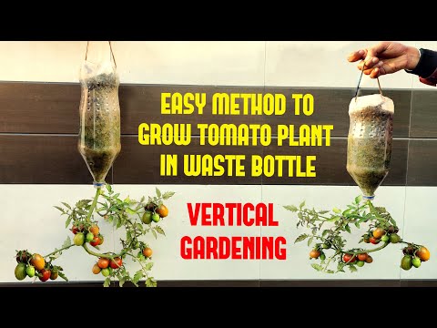 , title : 'Easy Way To Grow Tomato Plant in Plastic Hanging Bottle| Vertical Gardening'