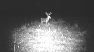 preview picture of video '140 Class 10 Point, East Texas, Montgomery County, 2009, Whitetail Deer'