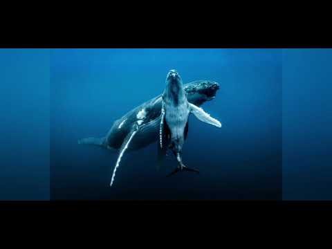 whale song (deep sleep)