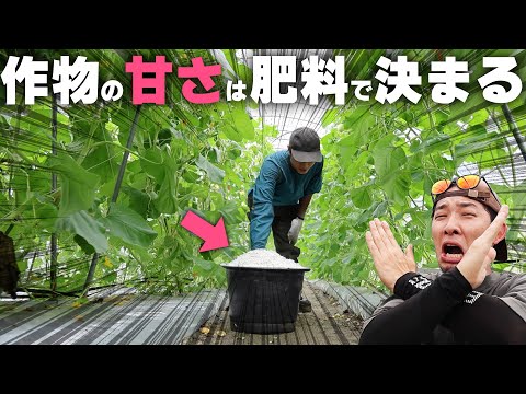 園芸 冬に食べるべき果物と野菜は何ですか?