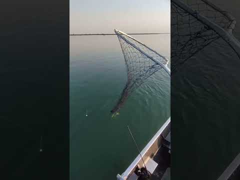 PIAPARA MANHOSA DEMAISS! (PORTO FIGUEIRA PR)