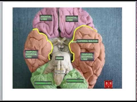 kanwisher TED supplement