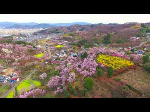 花見山（福島市）