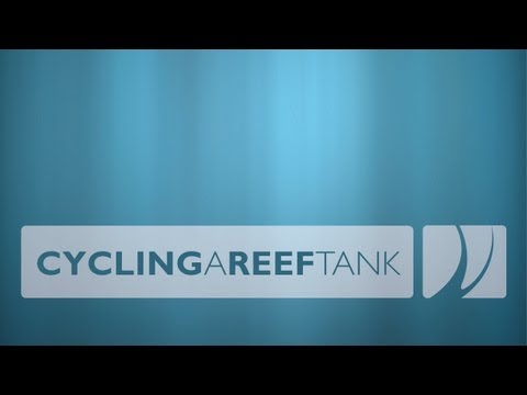 Cycling a Reef Tank