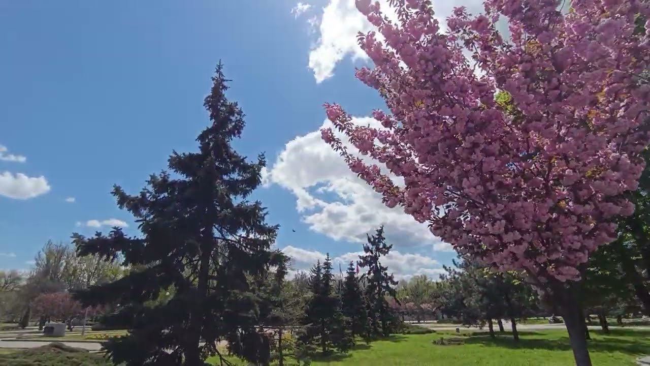 ЗАПОРОЖЬЕ СЕЗОН САКУРЫ НА БУЛЬВАРЕ ШЕВЧЕНКО 30.04.2026