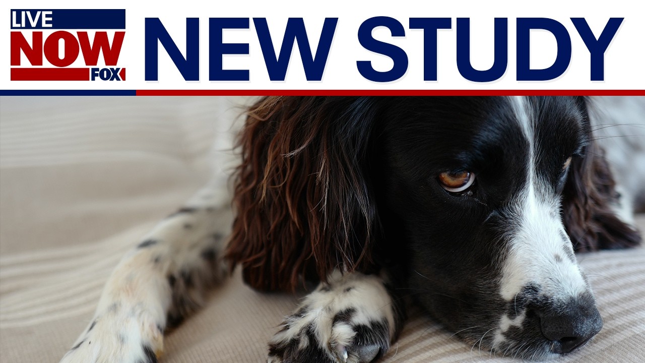 INTERVIEW ANDY MAC WITH MING FEI LI ON DOG SLEEP STUDY