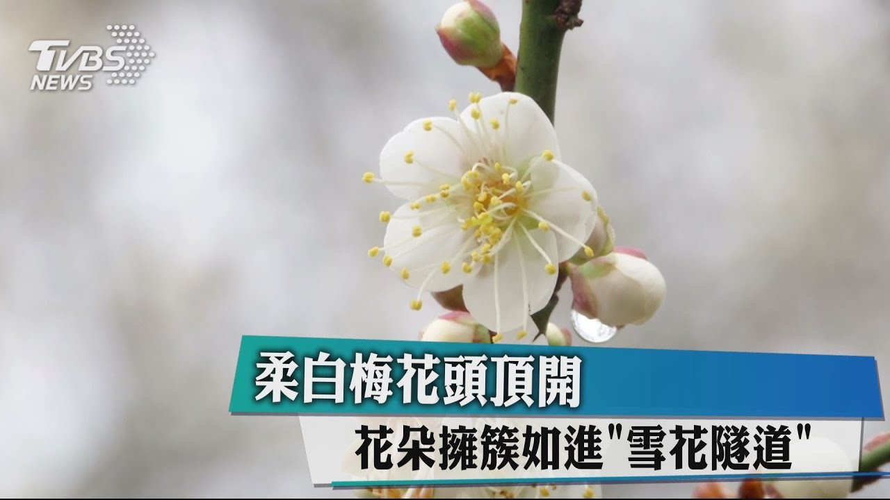 柔白梅花頭頂開 花朵簇擁如進雪花隧道