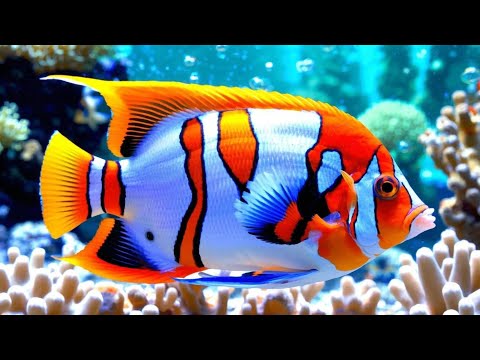 The Colors of the Ocean 8K ULTRA HD - The Best 8K Sea Animals for Relaxation & Calming Music