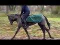 Mare Thoroughbred Part-Livery 2020 Grey