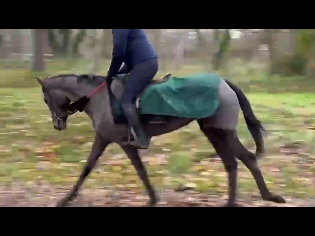 Mare Thoroughbred Part-Livery 2020 Grey