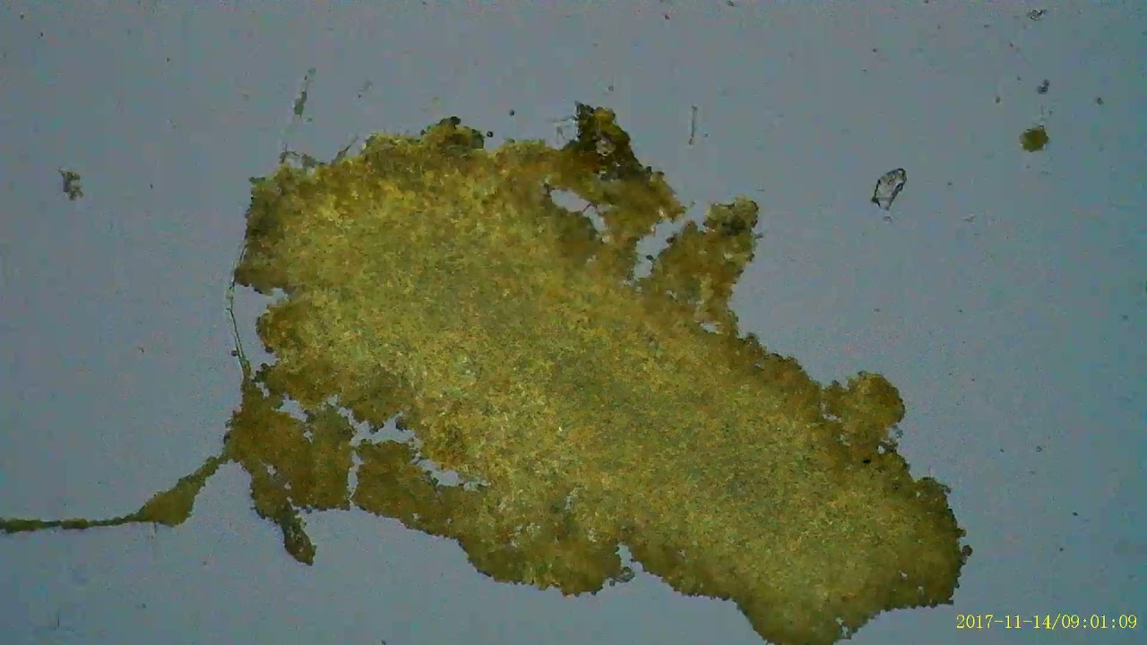 Blushing Rosette Fungus liquid specimen