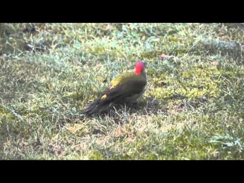 Grünspecht in Aktion am 18.1.2015