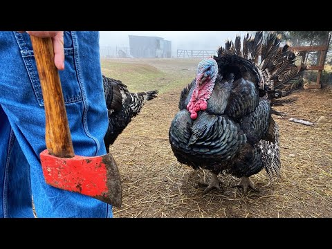 Butchering Turkeys: Easy Set Up/Easy Clean Up