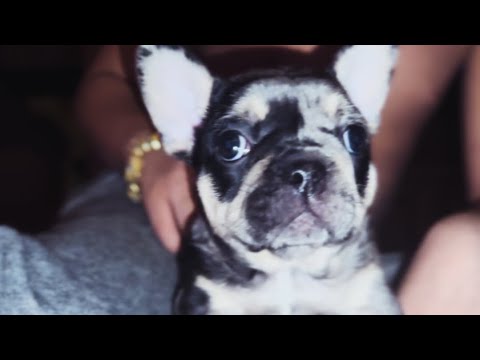 BLUE! FRENCHIE PUPPIES AVAILABLE