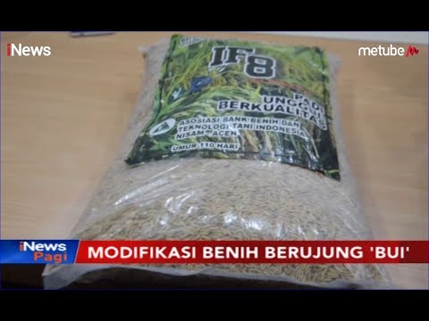 Munirwan, Petani di Aceh yang Ditahan Terkait Benih Padi IF8 Terima Penangguhan - iNews Pagi 29/07